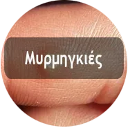 Myrmigia New